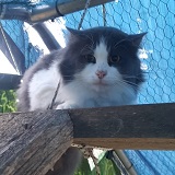 https://www.respektiere.com/cms/images/stories/Futternapf/Futternapf_Katzen/A_2021/edo.jpg
