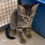 https://www.respektiere.com/cms/images/stories/Futternapf/Futternapf_Katzen/A_2021/elba.jpg