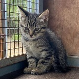 https://www.respektiere.com/cms/images/stories/Futternapf/Futternapf_Katzen/A_2021/elsa.jpg