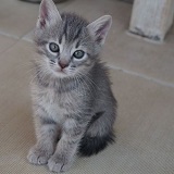 https://www.respektiere.com/cms/images/stories/Futternapf/Futternapf_Katzen/A_2021/emil.jpg