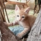 https://www.respektiere.com/cms/images/stories/Futternapf/Futternapf_Katzen/A_2021/giulio.jpg