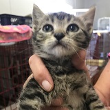 https://www.respektiere.com/cms/images/stories/Futternapf/Futternapf_Katzen/A_2021/jackie.jpg