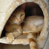 https://www.respektiere.com/cms/images/stories/Futternapf/Futternapf_Katzen/A_2021/lurisino.jpg
