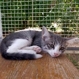 https://www.respektiere.com/cms/images/stories/Futternapf/Futternapf_Katzen/A_2021/mad.jpg