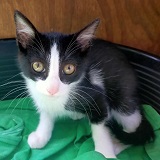 https://www.respektiere.com/cms/images/stories/Futternapf/Futternapf_Katzen/A_2021/marmo.jpg