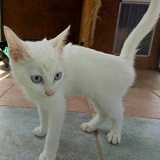 https://www.respektiere.com/cms/images/stories/Futternapf/Futternapf_Katzen/A_2021/milka.jpg