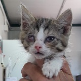 https://www.respektiere.com/cms/images/stories/Futternapf/Futternapf_Katzen/A_2021/nena.jpg