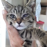 https://www.respektiere.com/cms/images/stories/Futternapf/Futternapf_Katzen/A_2021/neptuna.jpg