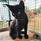 https://www.respektiere.com/cms/images/stories/Futternapf/Futternapf_Katzen/A_2021/nero.jpg