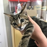https://www.respektiere.com/cms/images/stories/Futternapf/Futternapf_Katzen/A_2021/vaio.jpg