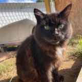 https://www.respektiere.com/cms/images/stories/Futternapf/Futternapf_Katzen/A_2026/briciola.jpg