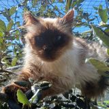 https://www.respektiere.com/cms/images/stories/Futternapf/Futternapf_Katzen/A_2026/greta.jpg