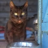 https://www.respektiere.com/cms/images/stories/Futternapf/Futternapf_Katzen/A_2026/guinea.jpg