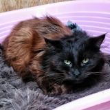 https://www.respektiere.com/cms/images/stories/Futternapf/Futternapf_Katzen/A_2026/gulliver.jpg