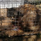 https://www.respektiere.com/cms/images/stories/Futternapf/Futternapf_Katzen/A_2026/maria.jpg