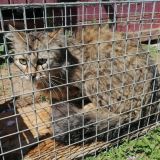 https://www.respektiere.com/cms/images/stories/Futternapf/Futternapf_Katzen/A_2026/marta.jpg