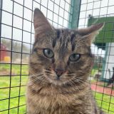 https://www.respektiere.com/cms/images/stories/Futternapf/Futternapf_Katzen/A_2026/umus.jpg
