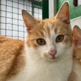 https://www.respektiere.com/cms/images/stories/Futternapf/Futternapf_Katzen/A_2026/zenzero.jpg