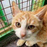 https://www.respektiere.com/cms/images/stories/Futternapf/Futternapf_Katzen/A_2026/zilla.jpg